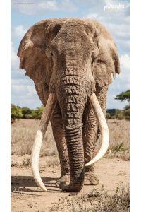 Saba Douglas-Hamilton - In the Footsteps of Elephants archive