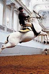 Spanish Riding School of Vienna archive